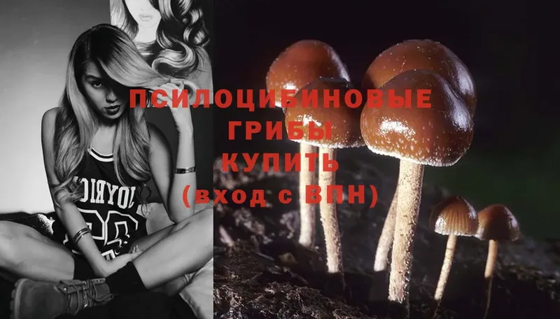 Псилоцибиновые грибы Psilocybe  KRAKEN маркетплейс  Новокузнецк 